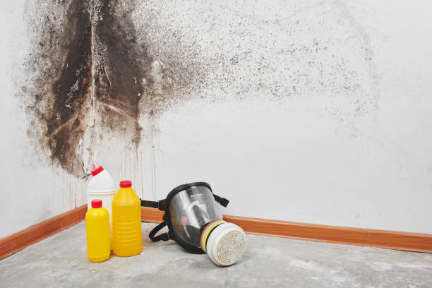 Best Mold Damage Repair  in Newmanstown, PA
