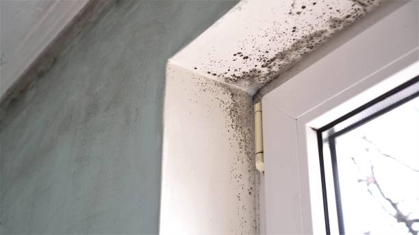 Best Mold Testing  in Newmanstown, PA