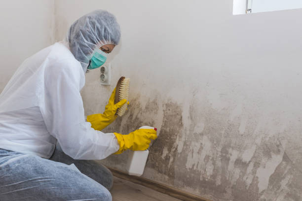 Best Attic Mold Removal  in Newmanstown, PA