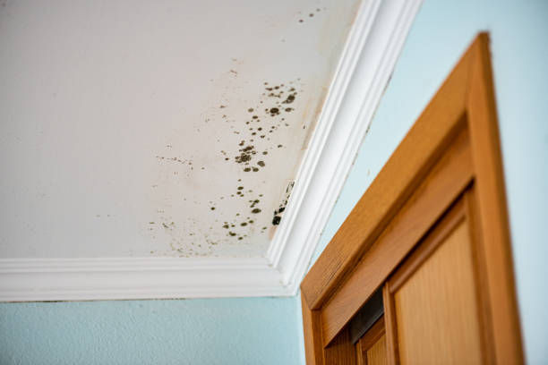 Certified Mold Removal in Newmanstown, PA