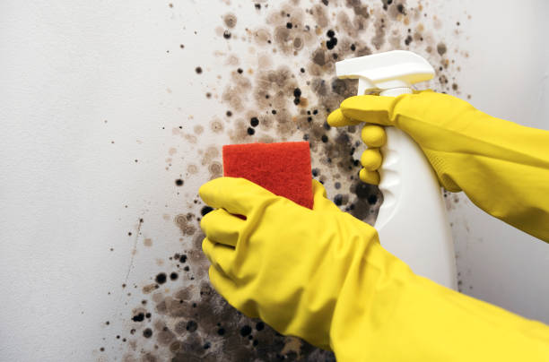 Best Commercial Mold Removal  in Newmanstown, PA