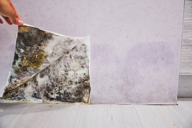 Best Black Mold Removal  in Newmanstown, PA